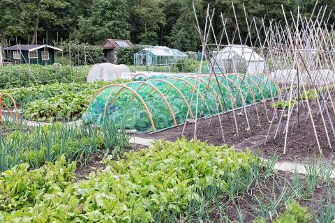 What should I grow on my allotment? What should I grow on my allotment?