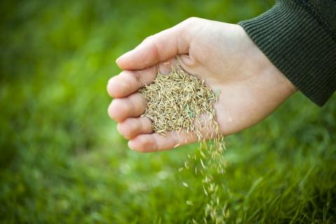 08 Overseed your turf