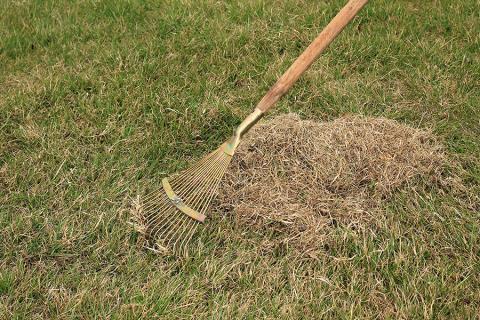 04 Rake out moss