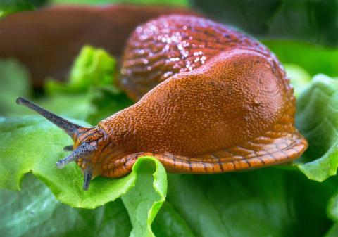 07 Go on slug patrol 07 Go on slug patrol