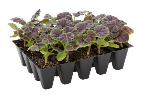 05 Buy plug plants 05 Buy plug plants