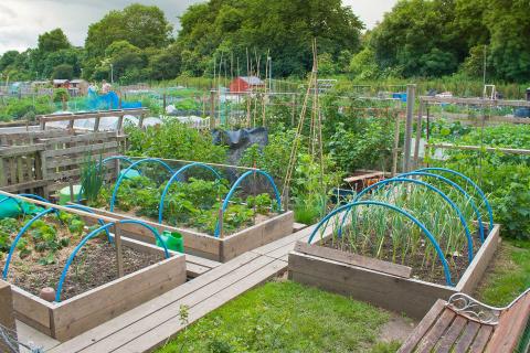 What should I grow on my allotment? What should I grow on my allotment?