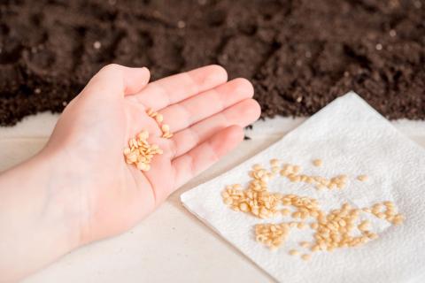 Sowing seed on kitchen towel Sowing seed on kitchen towel