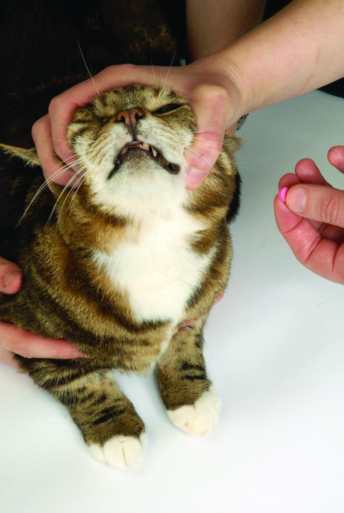 Place your thumb and forefinger either side of the cat’s jaw. Place your thumb and forefinger either side of the cat’s jaw.