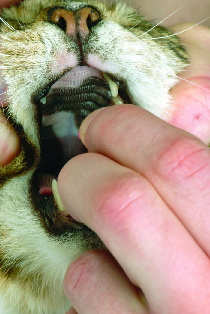 Once the pill is inside, release the cat’s head so that it can swallow. Once the pill is inside, release the cat’s head so that it can swallow.